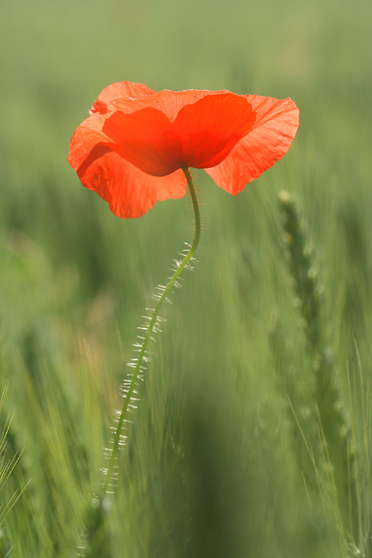CS_coquelicot052009_01.jpg