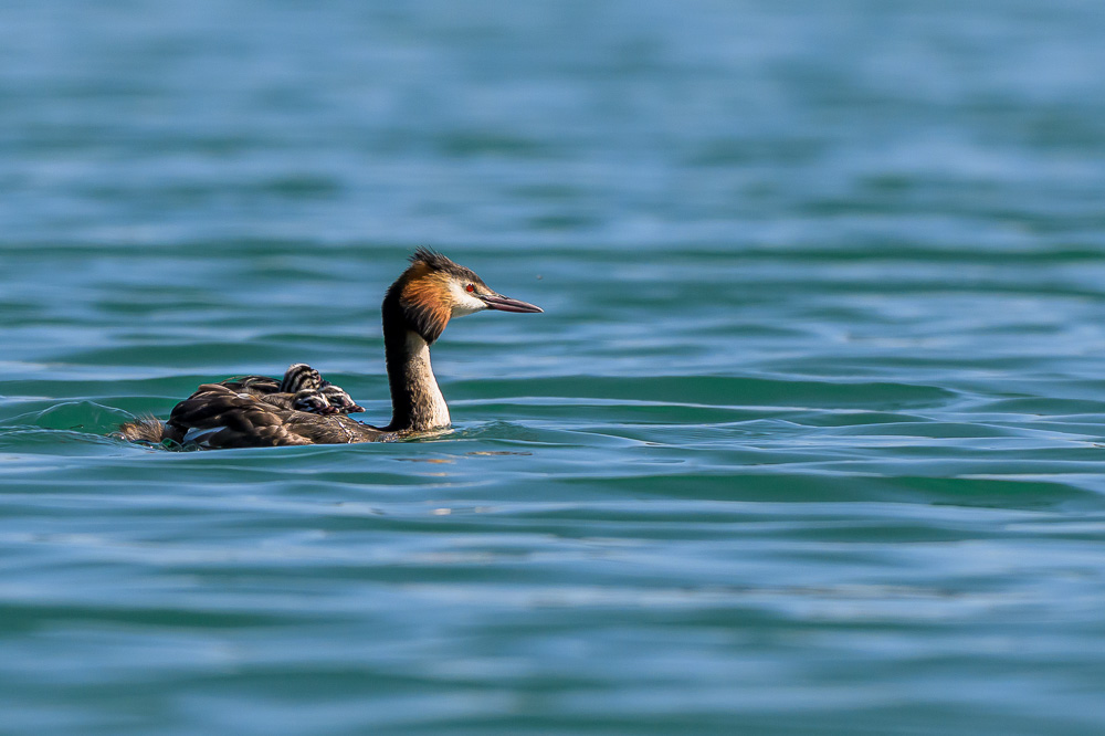Grebe-212.jpg