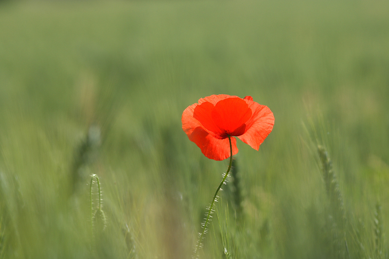 CS_coquelicot052009_02.jpg