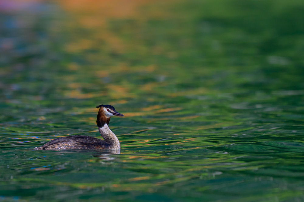 Grebe-223.jpg