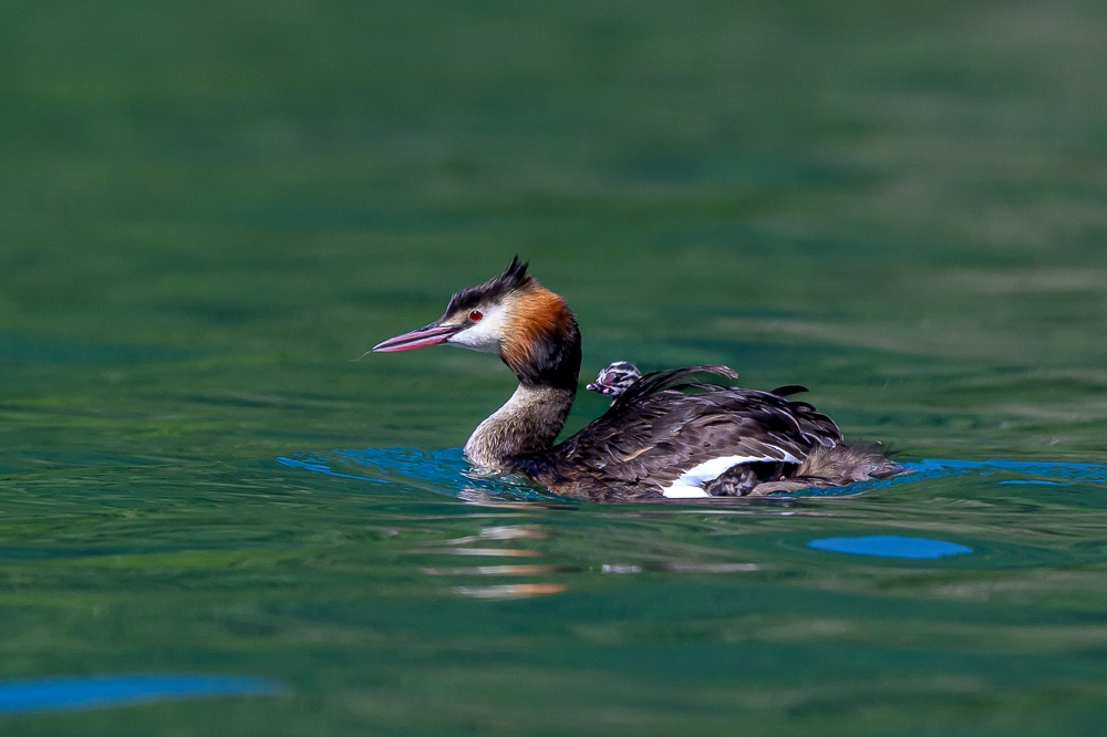Grebe-227.jpg