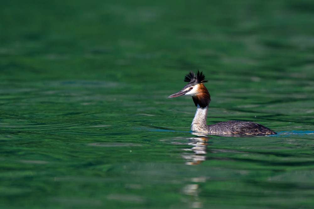 Grebe-241.jpg