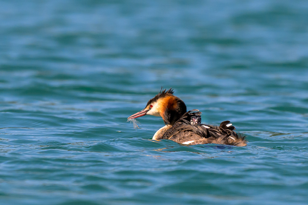 Grebe-251.jpg