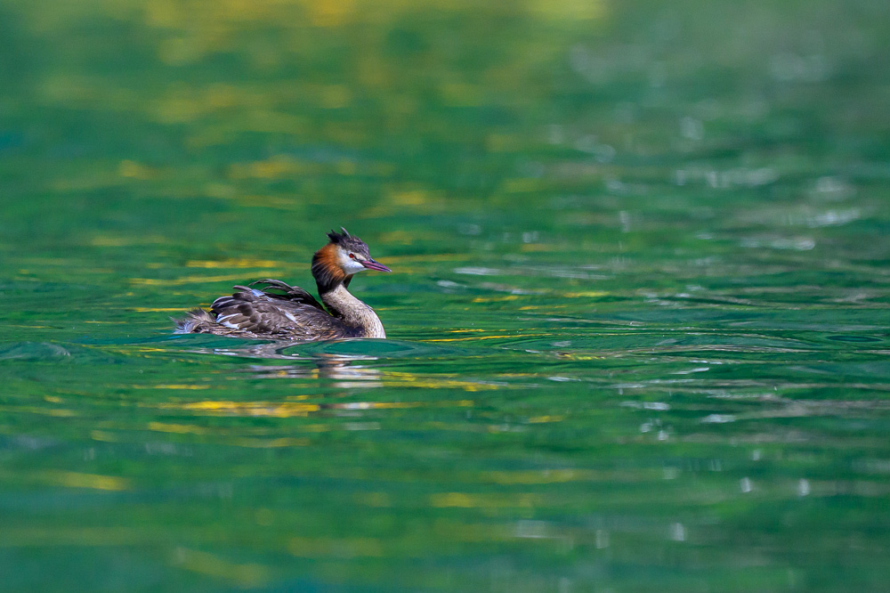 Grebe-277.jpg