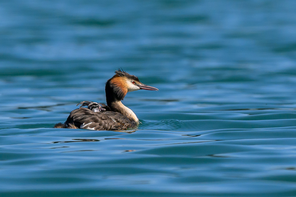 Grebe-286-Forum I&N-2.jpg