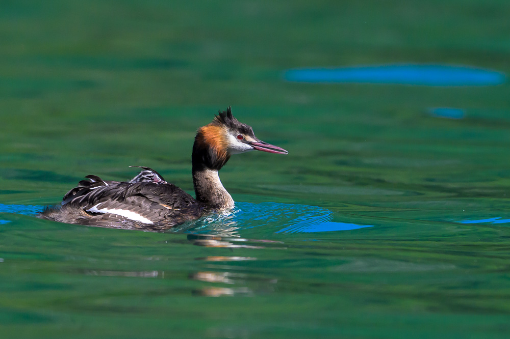Grebe-295.jpg