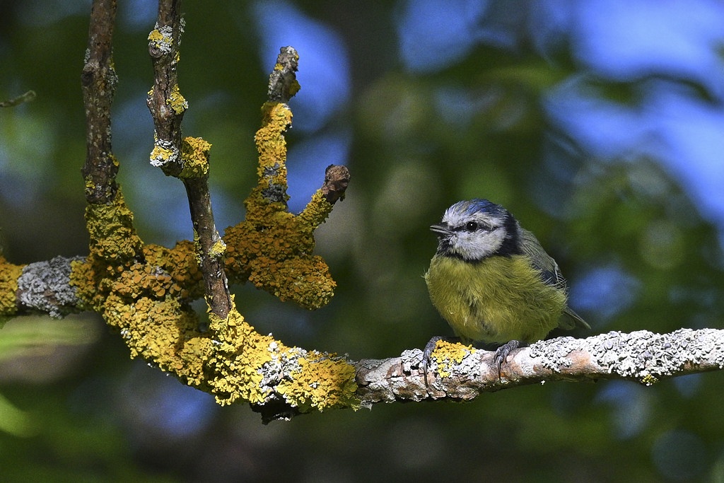 b 8063 Mésange bleue.jpg