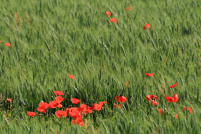 CS_coquelicot052009_03.jpg
