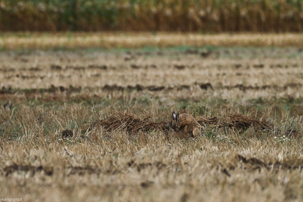 N11.JPG