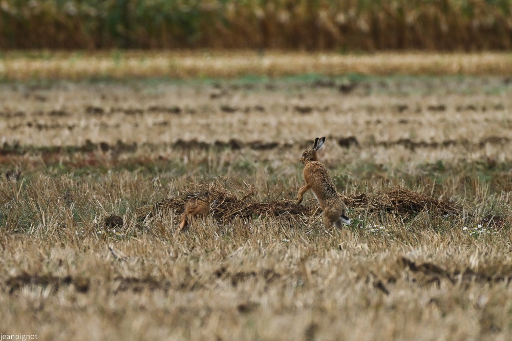 N10.JPG