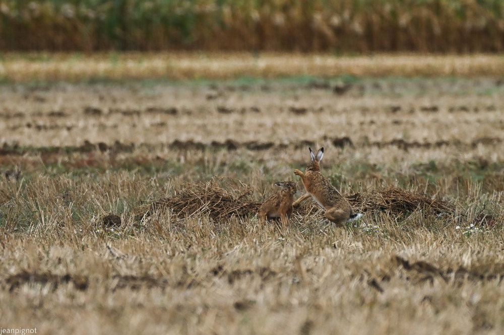N9 bouquinage.JPG