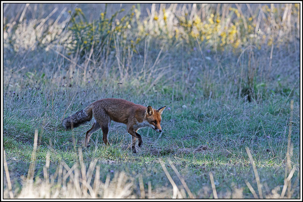 renard(176).jpg