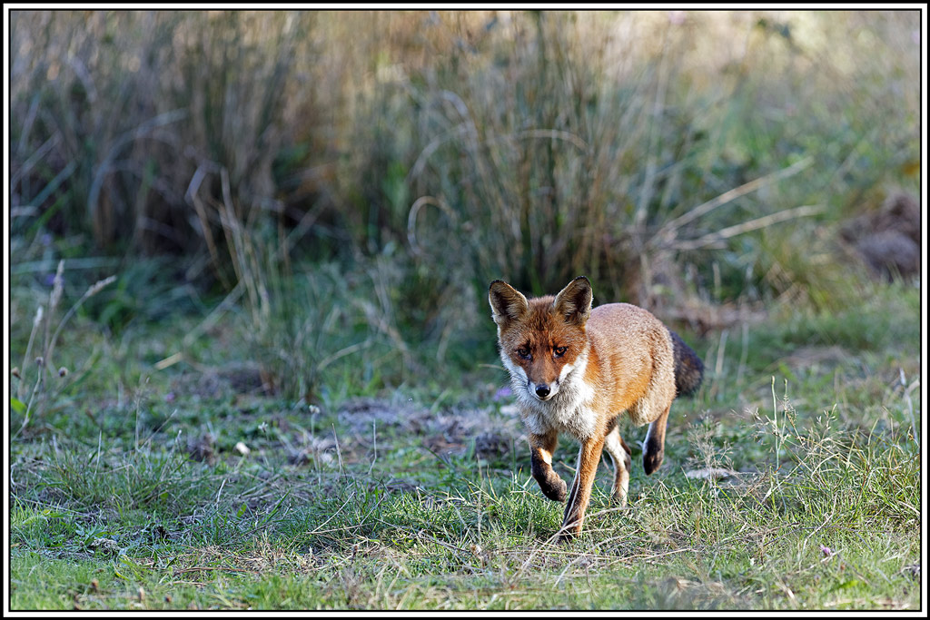 renard(188).jpg