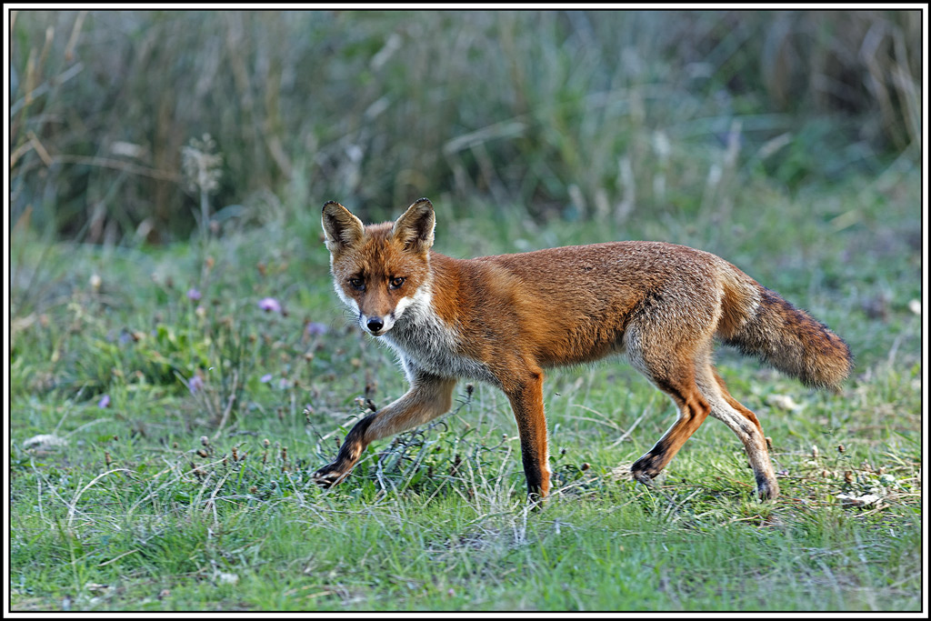 renard(192).jpg