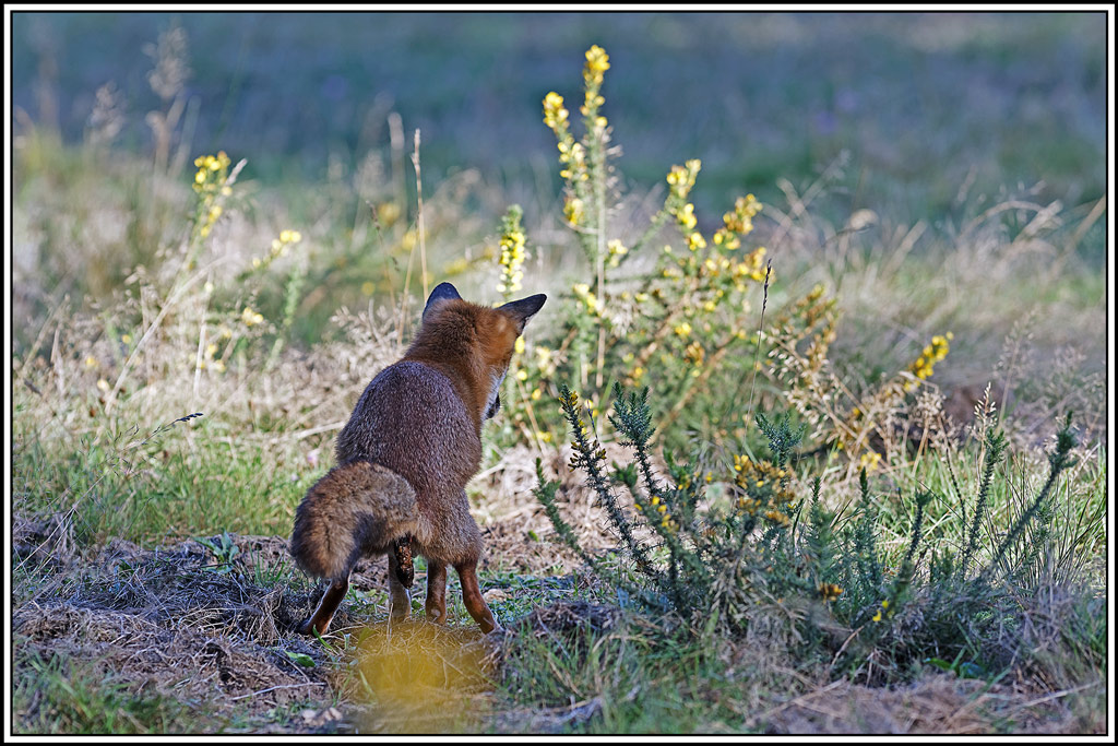 renard(203).jpg