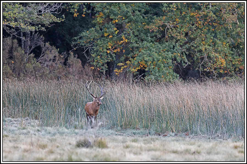 cerf(9097).jpg