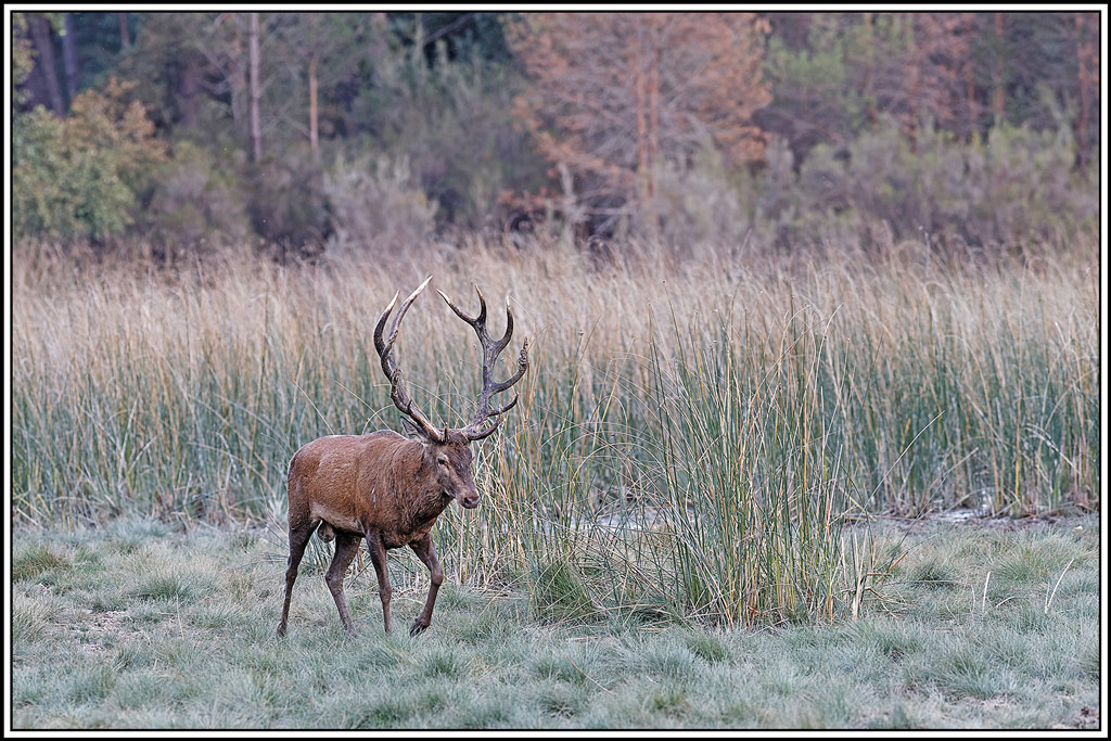 cerf(9106).jpg
