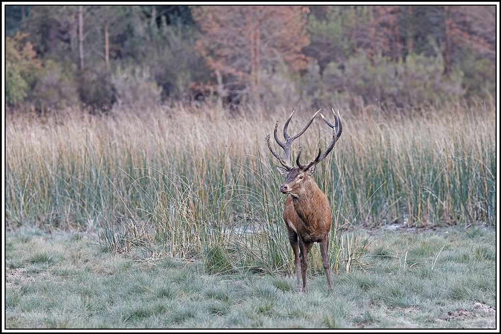 cerf(9112).jpg