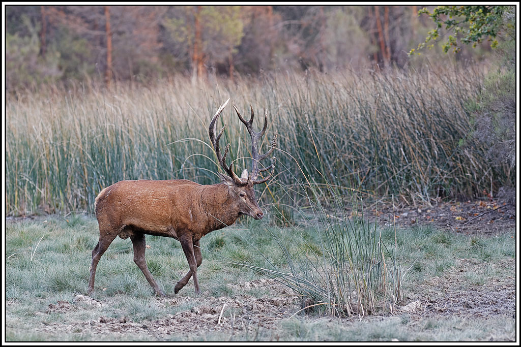 cerf(9118).jpg
