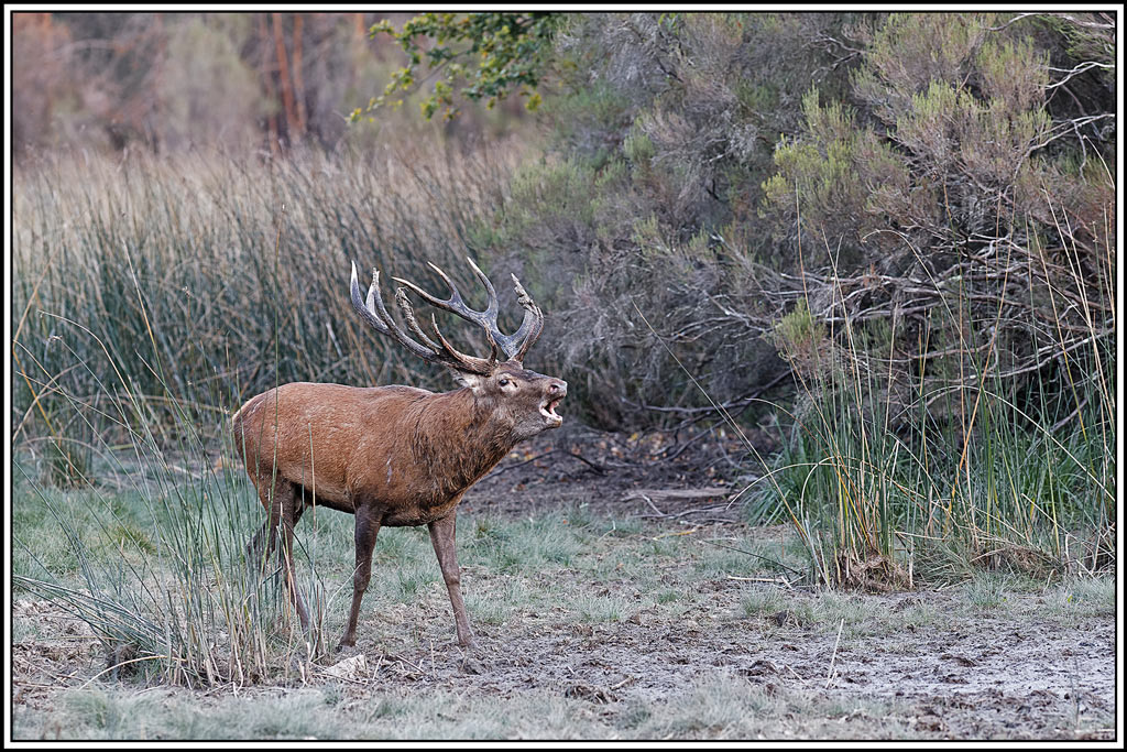 cerf(9122.jpg