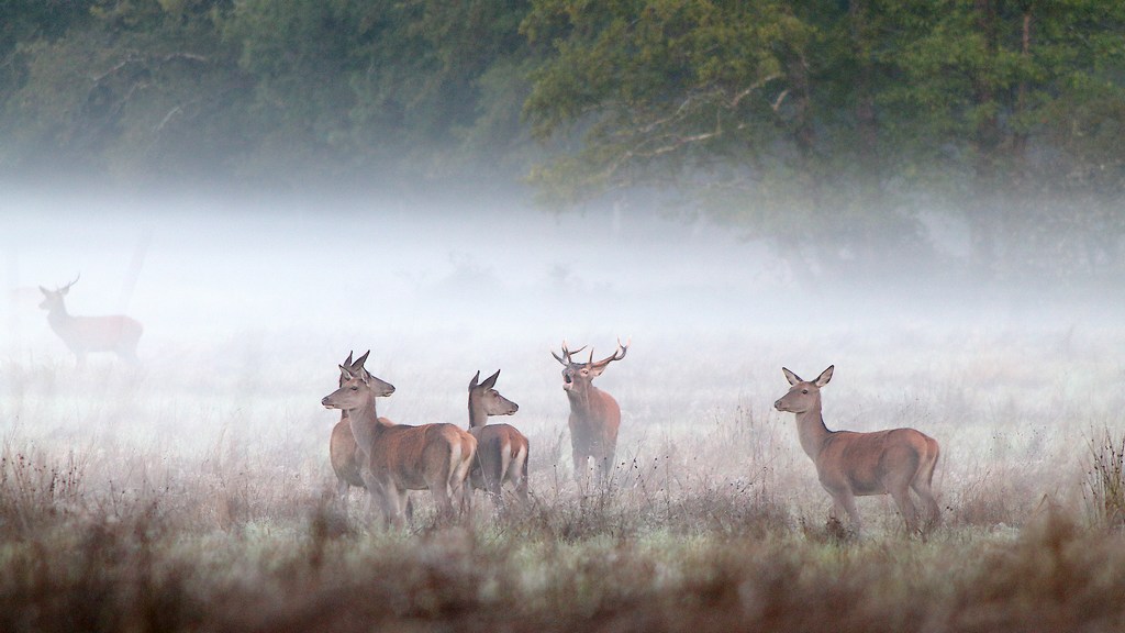 cerf brame-2.JPG