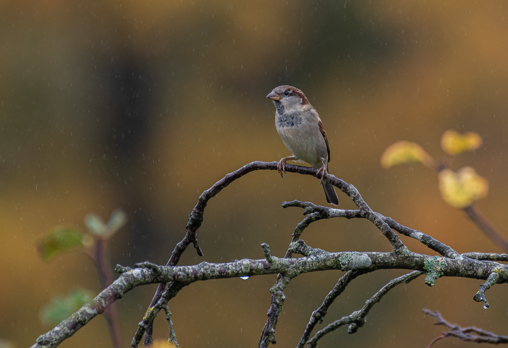 Moineau d'automne.jpg