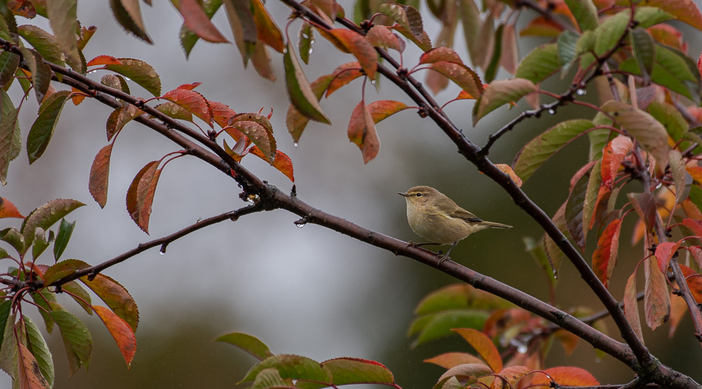 Pouillot véloce d'automne -1-.jpg
