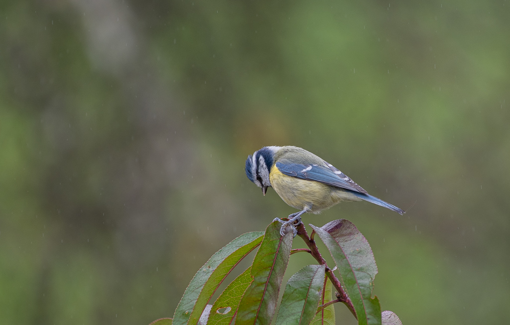 P'tite bleue d'automne -0-.jpg