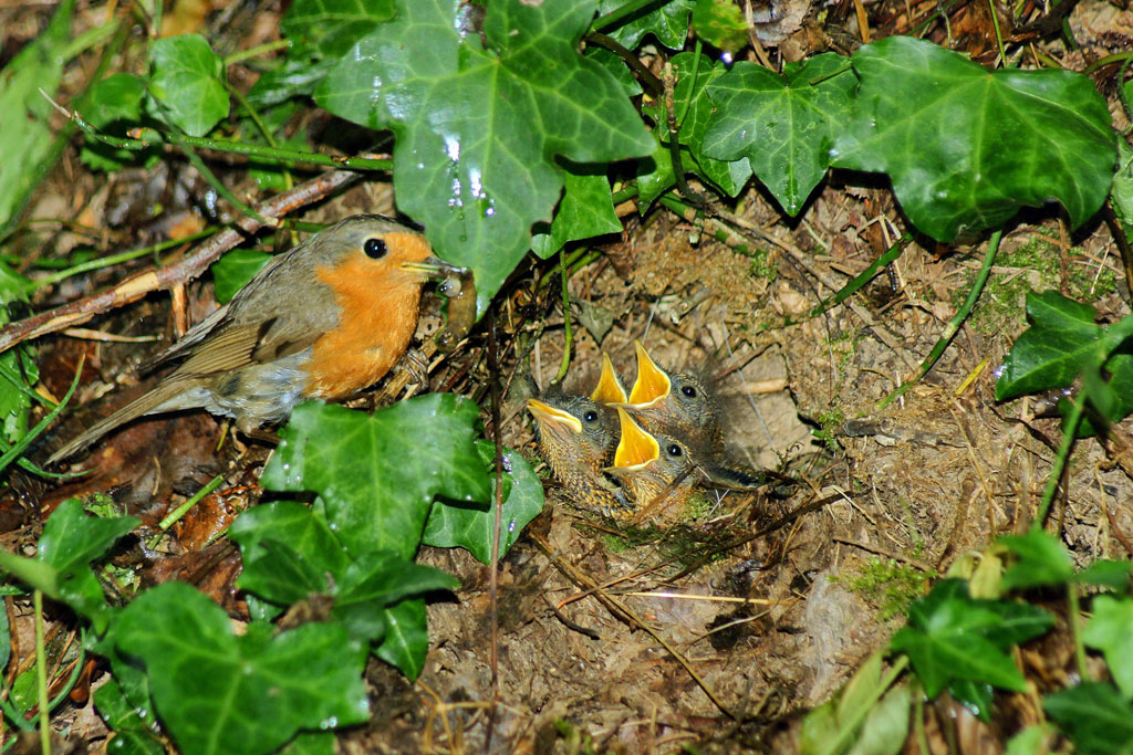 Rouge-gorge-nid.jpg