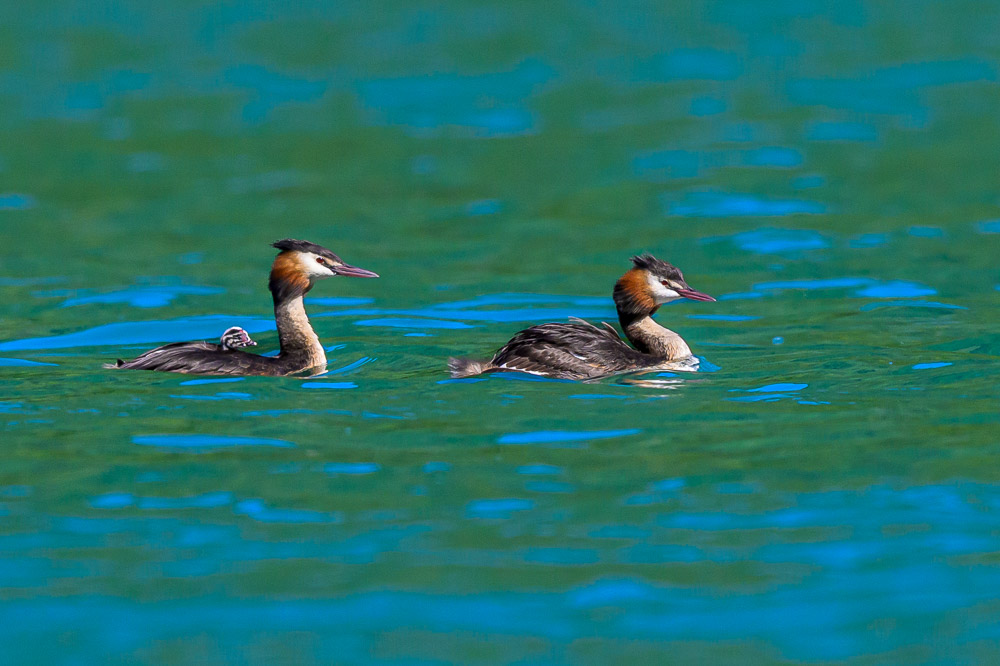 Grebe-308.jpg