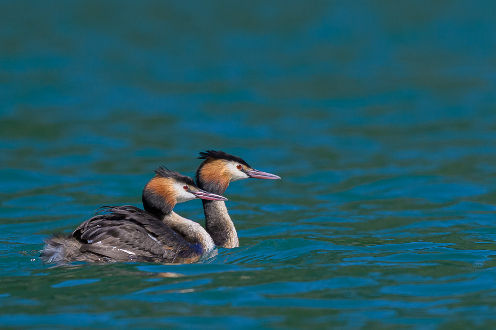 Grebe-313.jpg