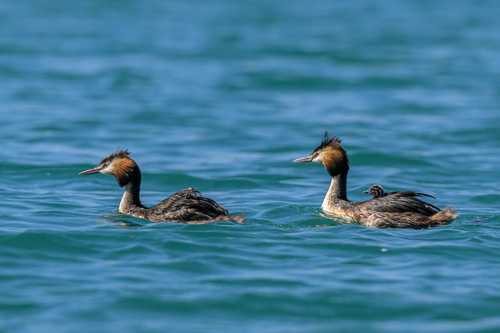 Grebe-333.jpg