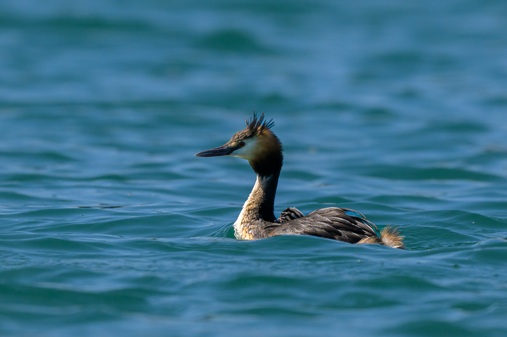 Grebe-337.jpg