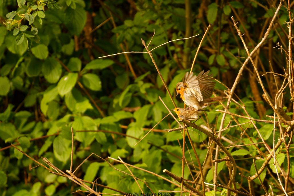 DSC_5966_DxO.jpg