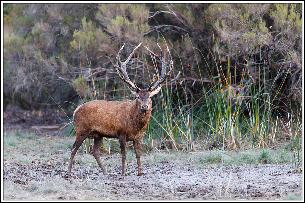cerf(9128).jpg