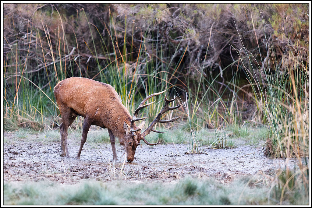 cerf(9134).jpg