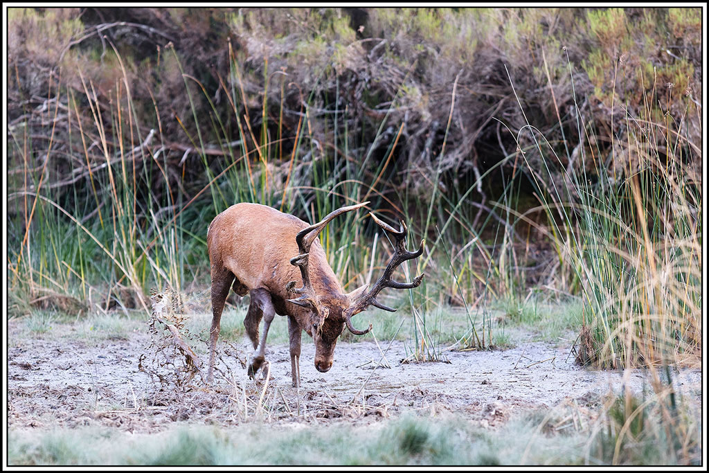 cerf(9151).jpg