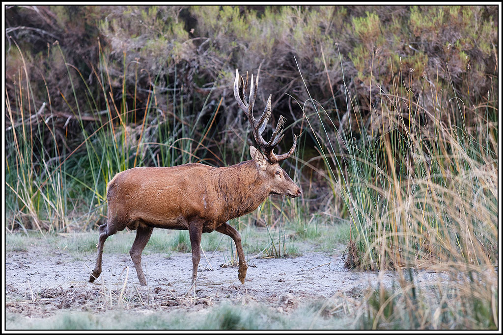 cerf(9165).jpg