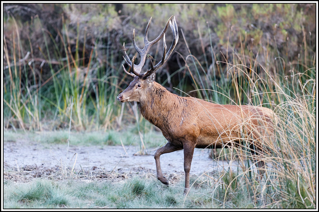 cerf(9170).jpg