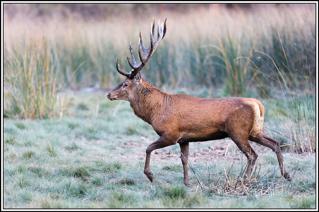 cerf(9199).jpg