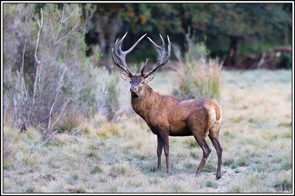 cerf(9231).jpg