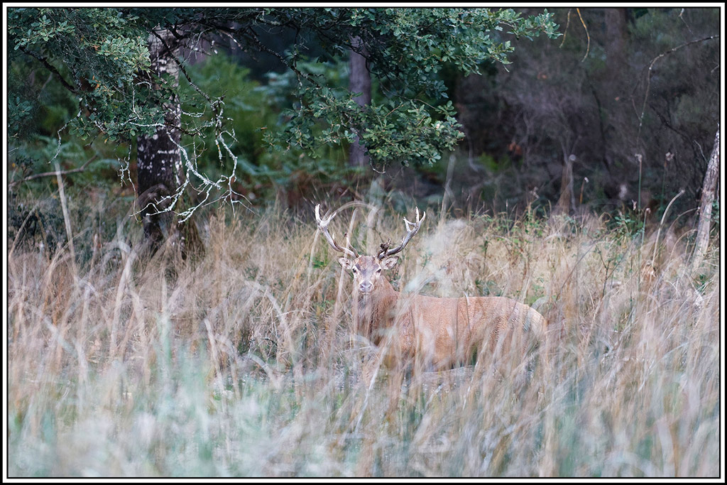 cerf(9239).jpg