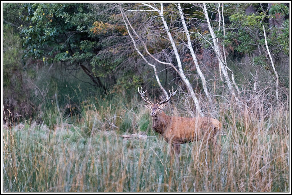 cerf(9248).jpg