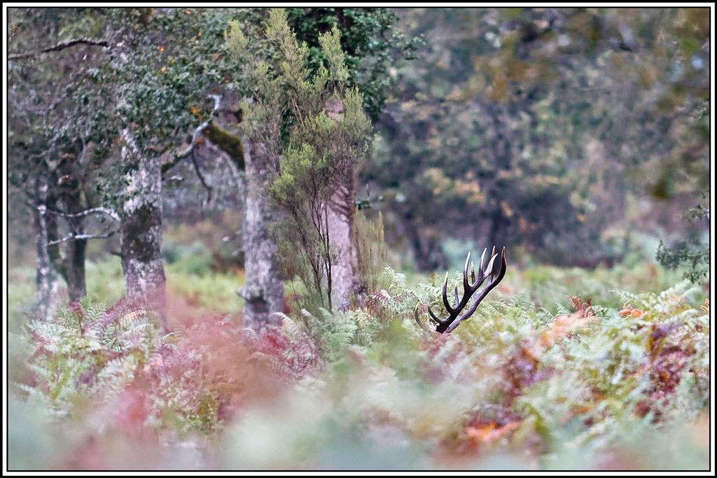 cerf(9253).jpg