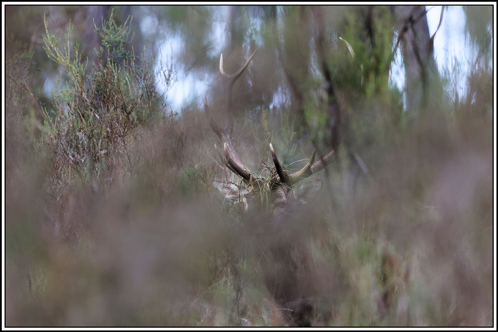 cerf(9256).jpg