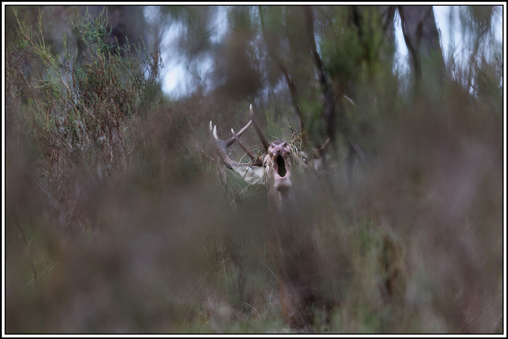 cerf(9259).jpg