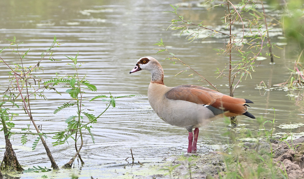 ZSC_8017.jpg