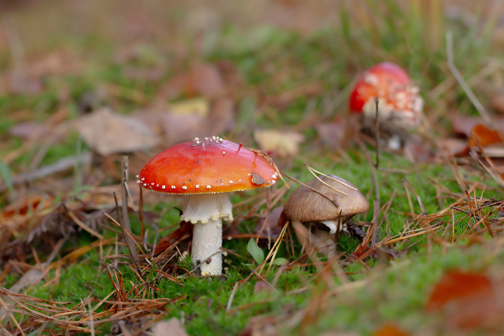 Amanita muscaria et Suillus luteus - amanite tue mouche et nonette voilée.jpg