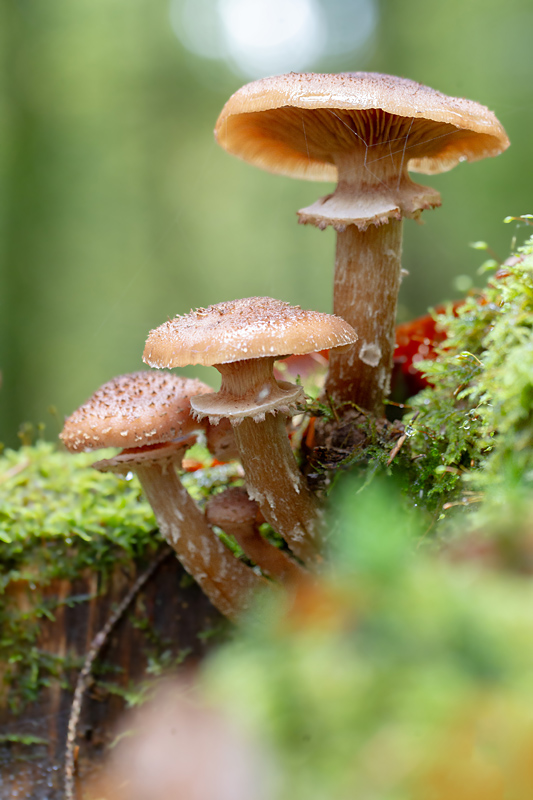 Armillaria ostoyae - armillaire d'Otoya.jpg