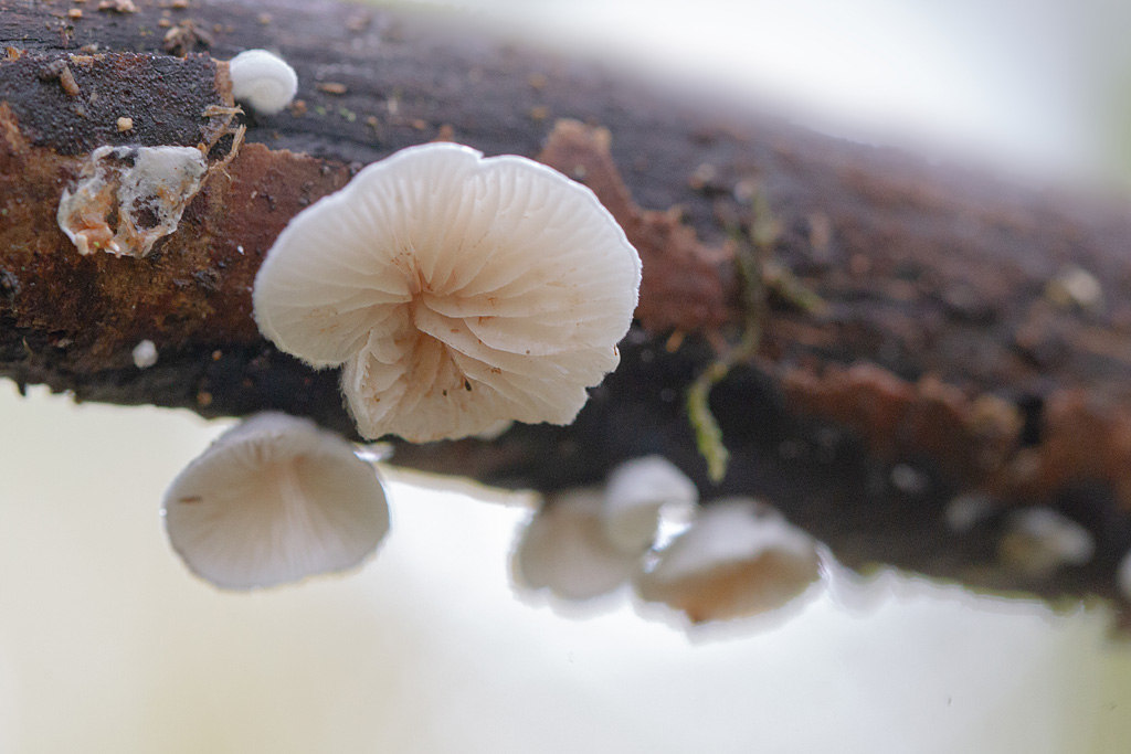 Crepidotus variabilis - crépidote variable.jpg